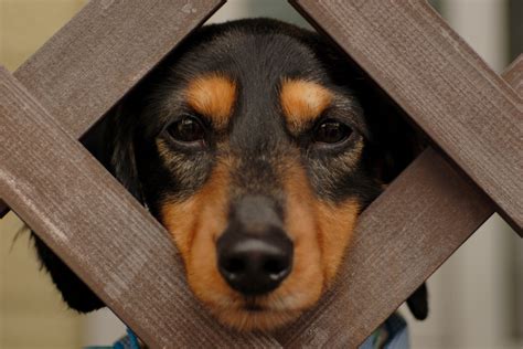 Mumbai woman booked for allegedly harming dog with acid