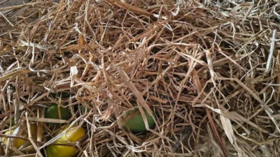 🍋 Malkurad Mango Sale – Margao