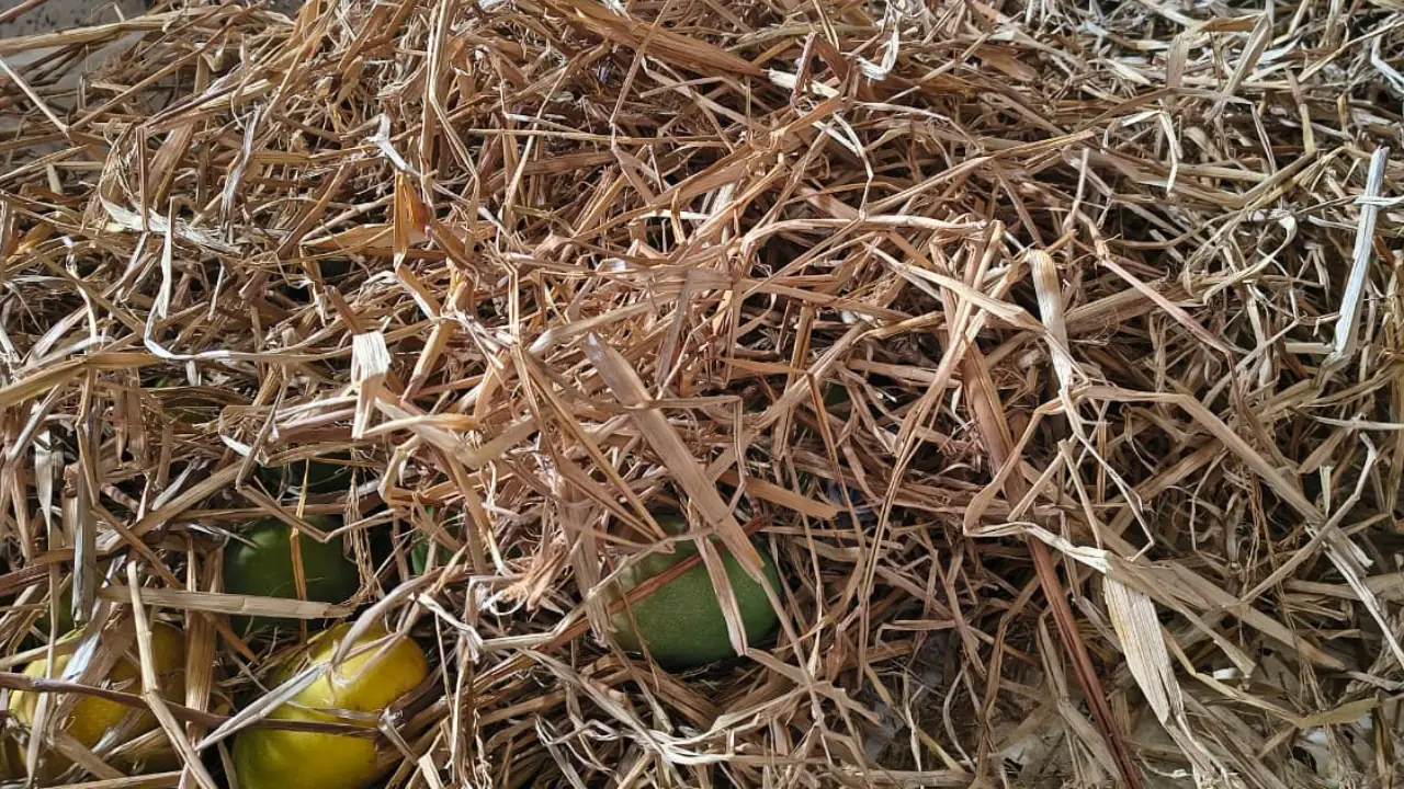 🍋 Malkurad Mango Sale – Margao