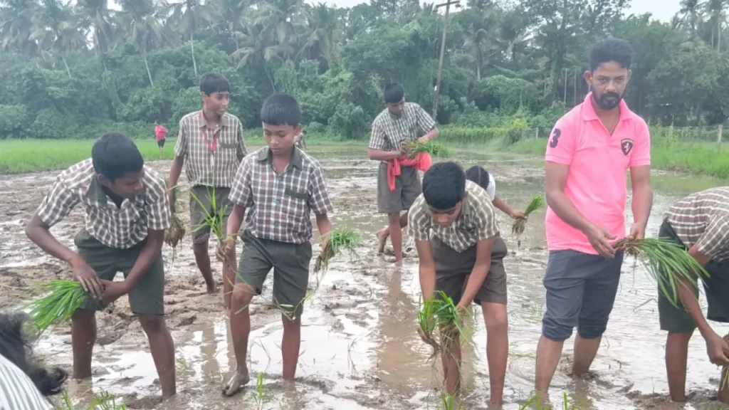 St Jude’s High School Betalbatim students plant paddy seedlings in a muddy field at Binvaddo during Van Mahotsav.